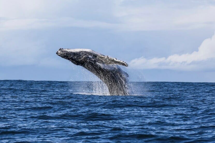 Whale Watching image
