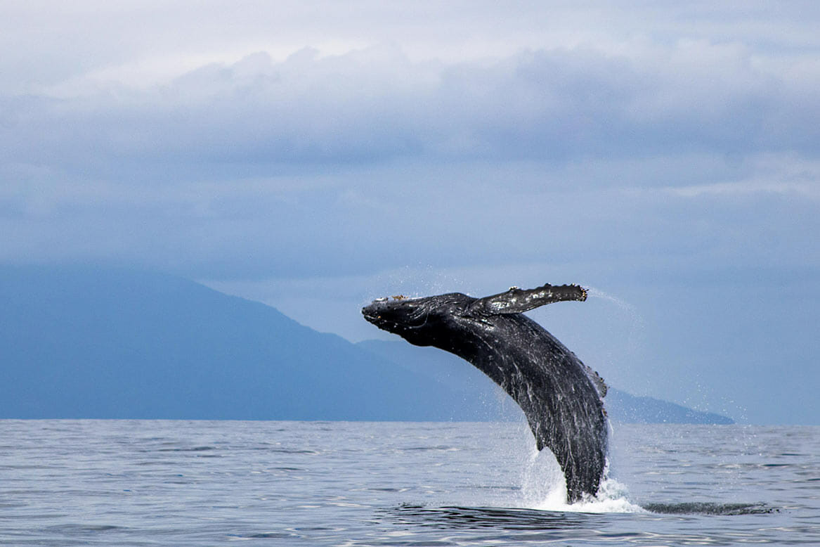 Whale Watching image