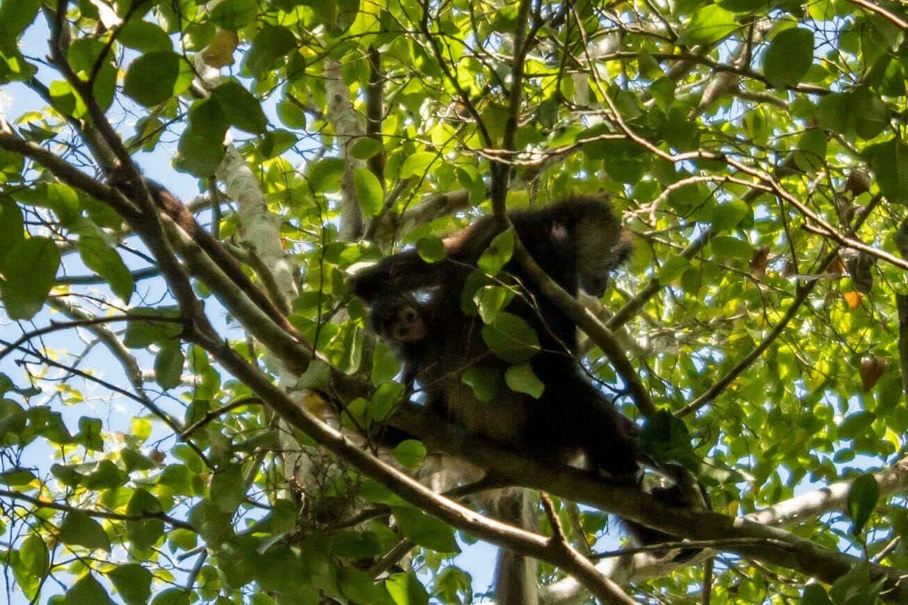 Wild Monkey Reserve image
