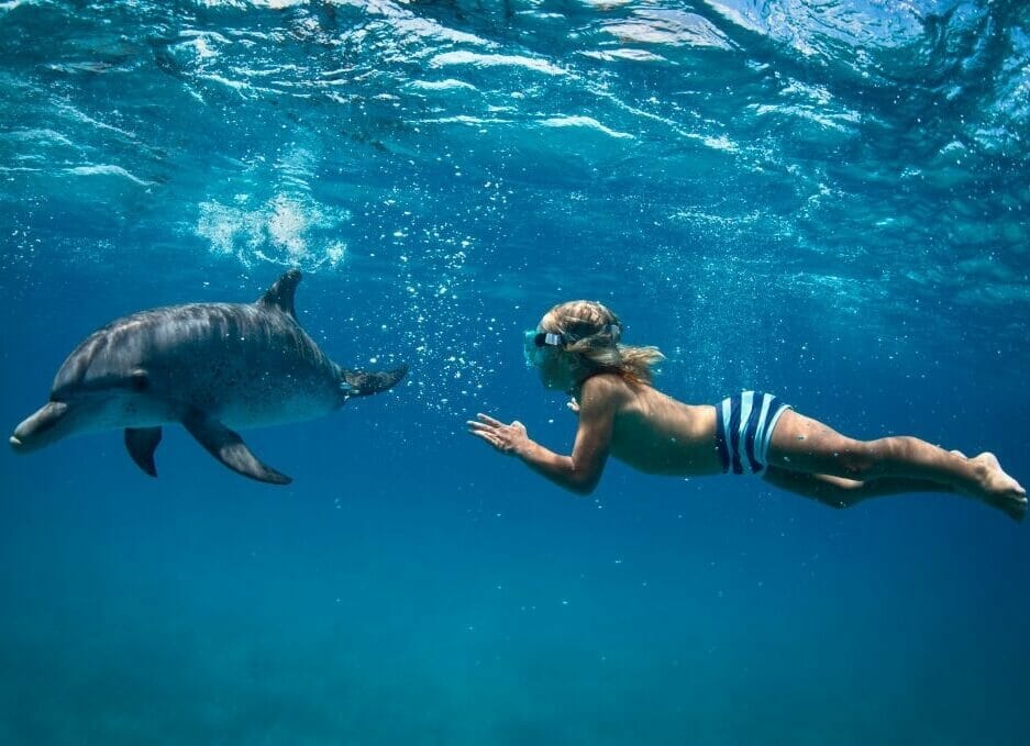 Swimming with Dolphins in the Wild image